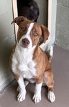 adoptable Dog in Crossville, TN named SOPHIE