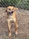 adoptable Dog in Crossville, TN named STUBBY