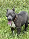 adoptable Dog in crossville, TN named LOUIE (Neutered!)