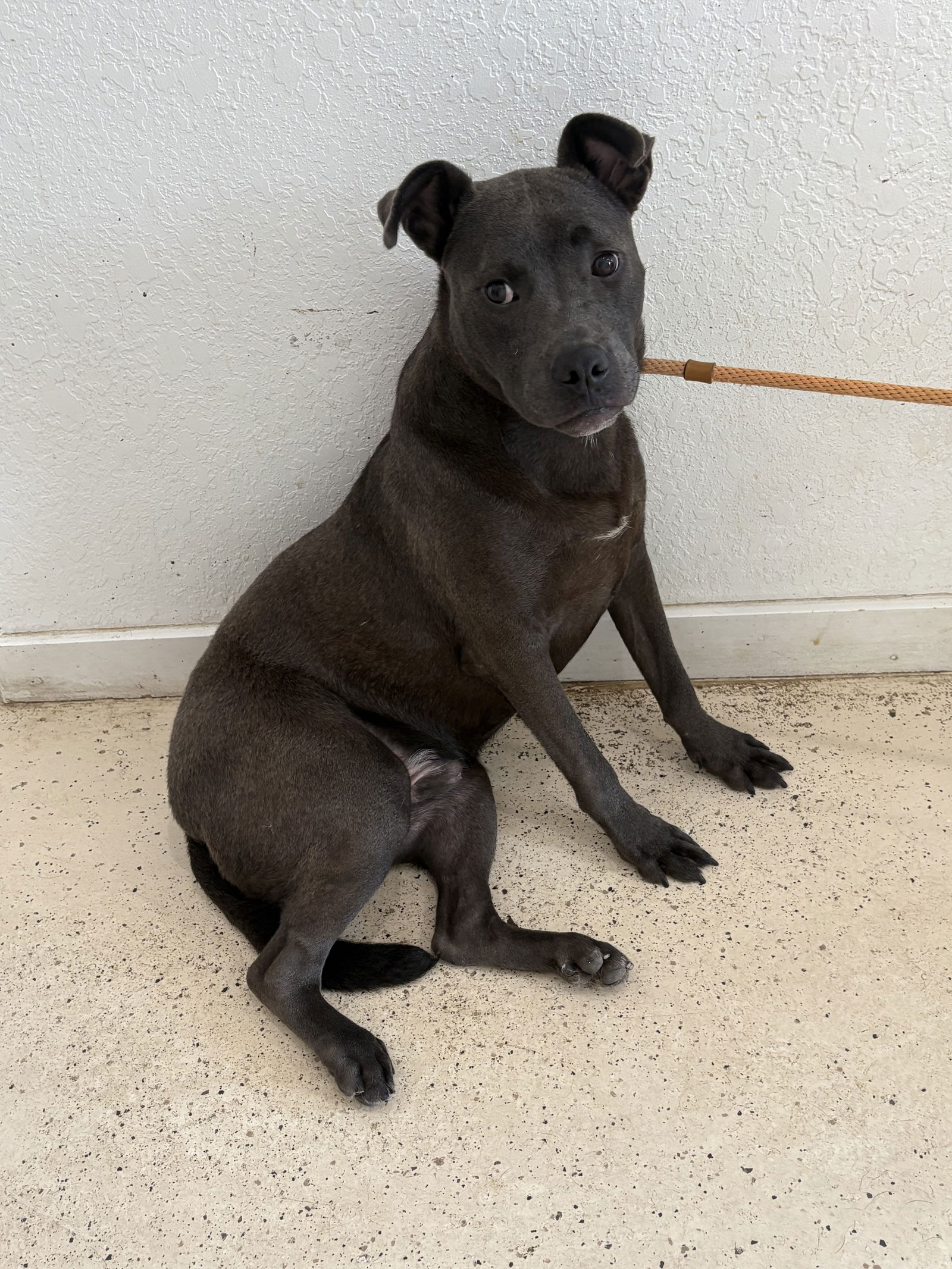adoptable Dog in Crossville, TN named HUEY