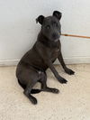 adoptable Dog in crossville, TN named HUEY