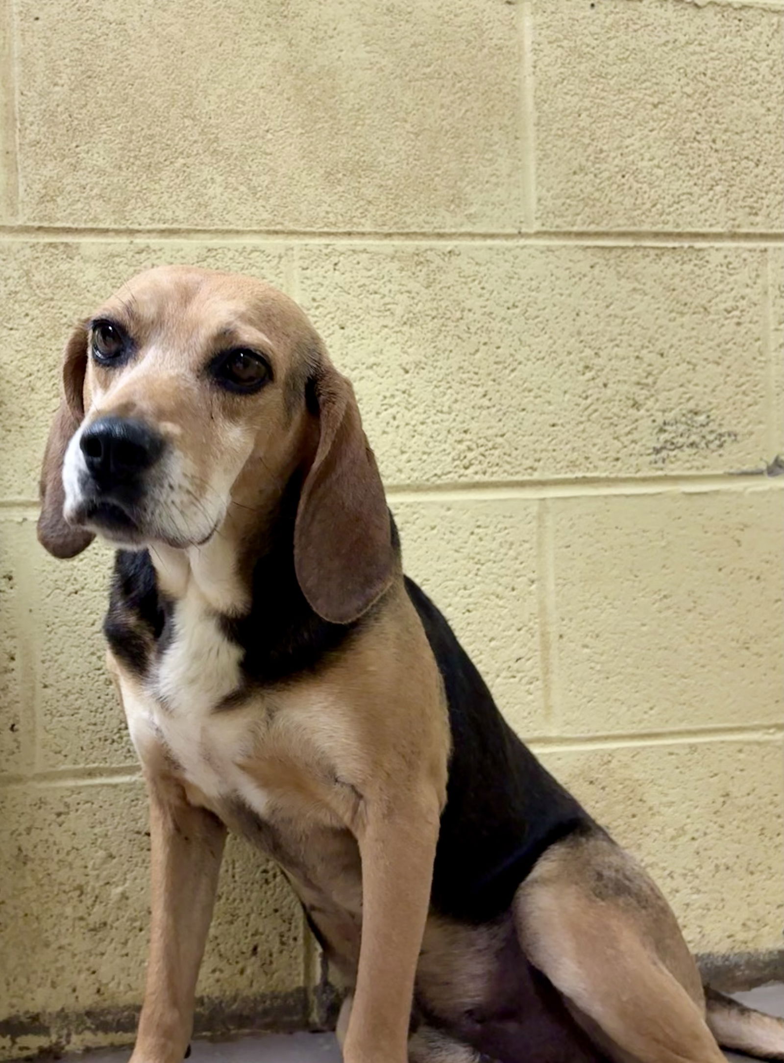 adoptable Dog in Crossville, TN named FRED