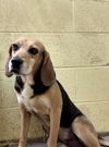 adoptable Dog in  named FRED