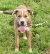 adoptable Dog in crossville, TN named GRIZZLY