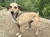 adoptable Dog in crossville, TN named LAVENDER