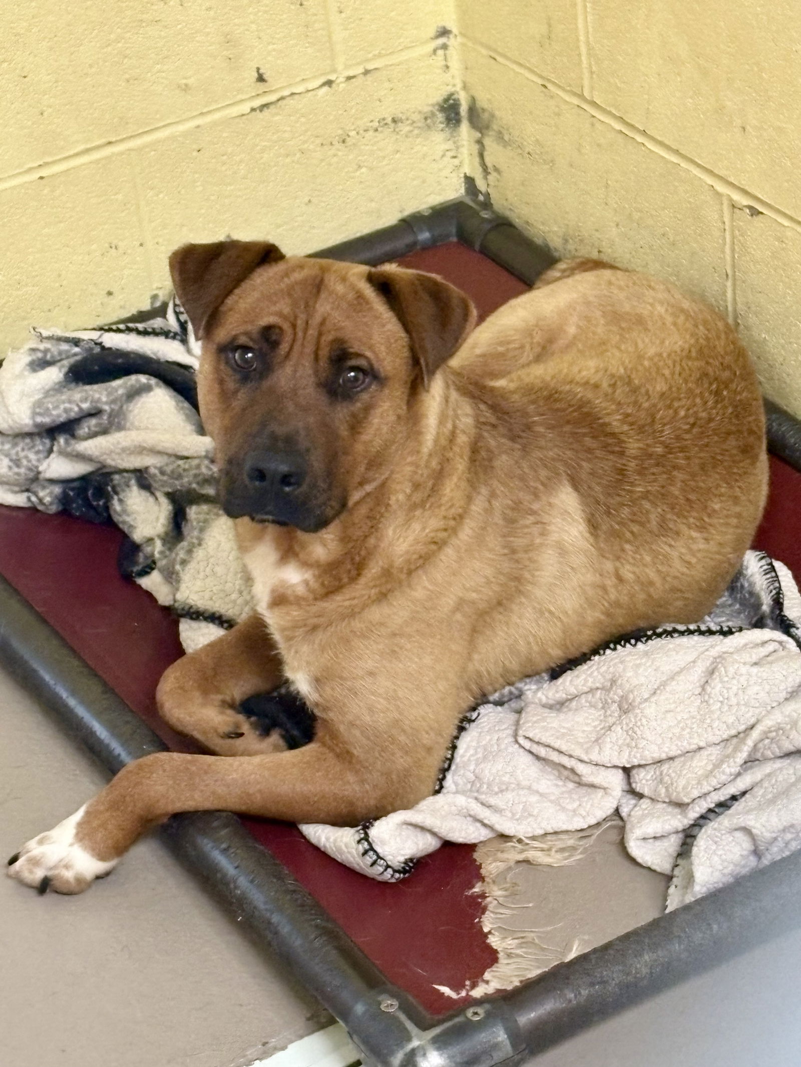 adoptable Dog in Crossville, TN named HUNTER