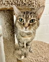 adoptable Cat in Crossville, TN named SOPHIA