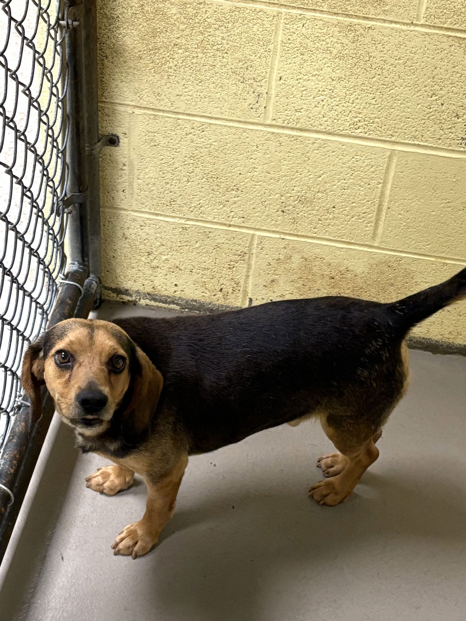 adoptable Dog in Crossville, TN named PADDY