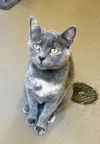 adoptable Cat in crossville, TN named JADE
