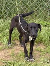 adoptable Dog in crossville, TN named MAVERICK