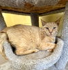 adoptable Cat in crossville, TN named DIXON
