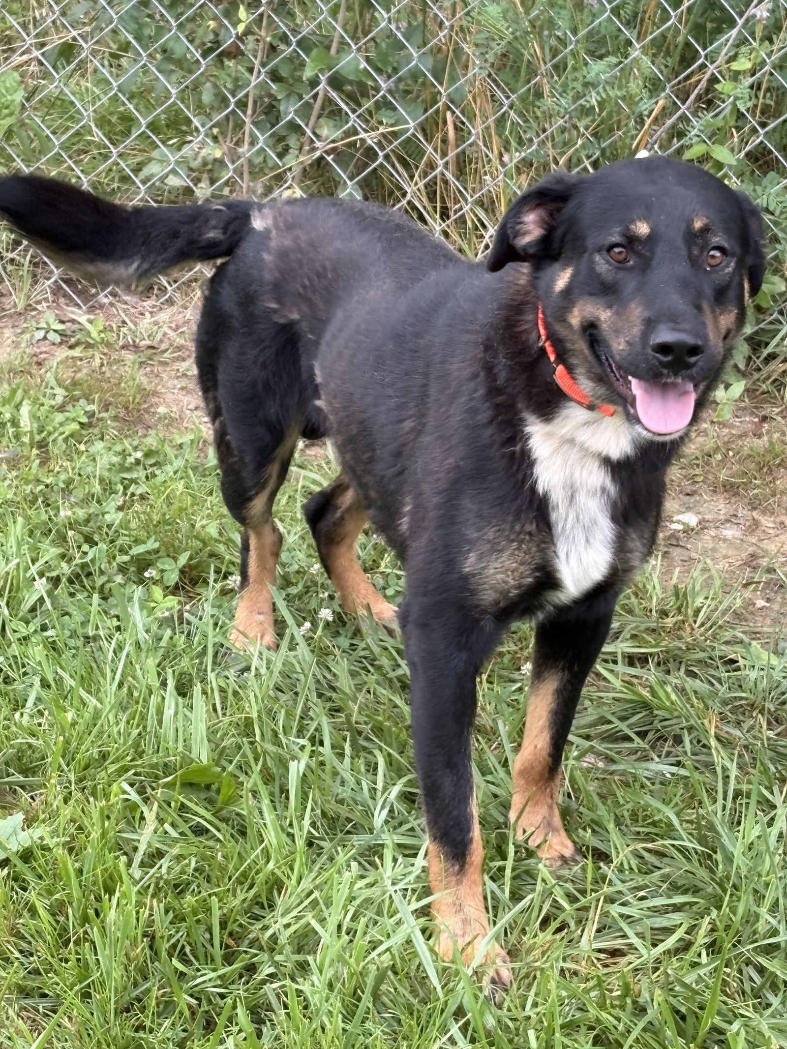 adoptable Dog in Crossville, TN named DELBERT