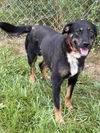 adoptable Dog in  named DELBERT