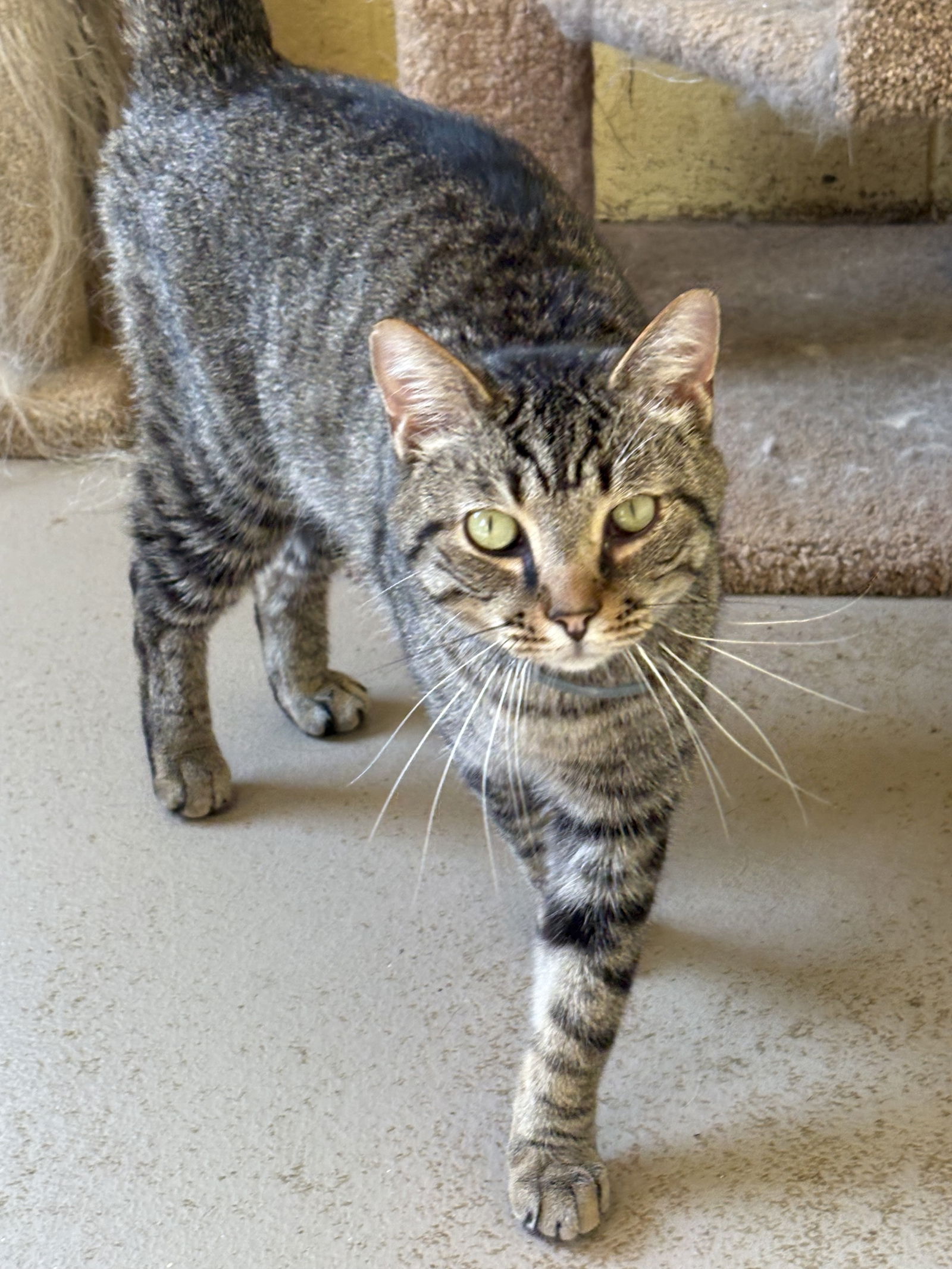 adoptable Cat in Crossville, TN named DOBBY