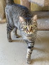 adoptable Cat in crossville, TN named DOBBY