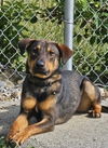 adoptable Dog in  named MISOSWEET