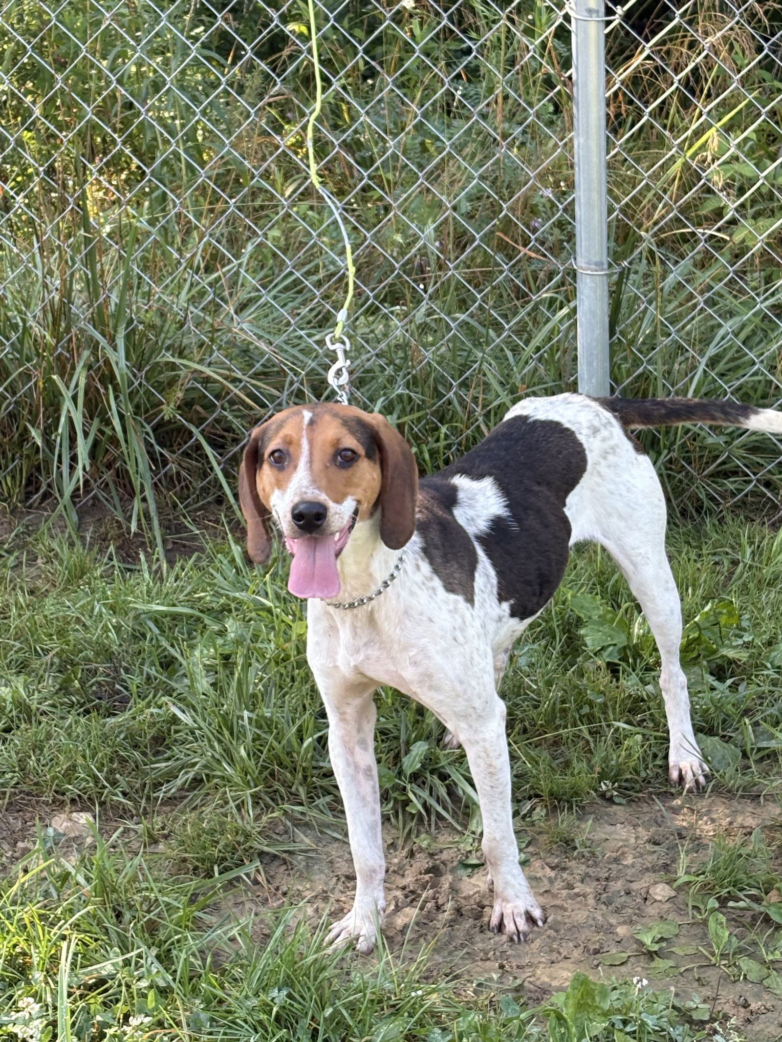 adoptable Dog in Crossville, TN named SWITCHY