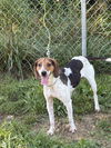 adoptable Dog in  named SWITCHY
