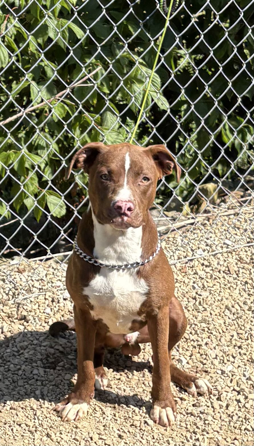 adoptable Dog in Crossville, TN named STEWART