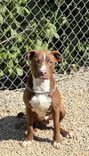 adoptable Dog in  named STEWART