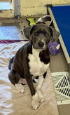adoptable Dog in  named VIRGIL