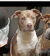 adoptable Dog in crossville, TN named DOC