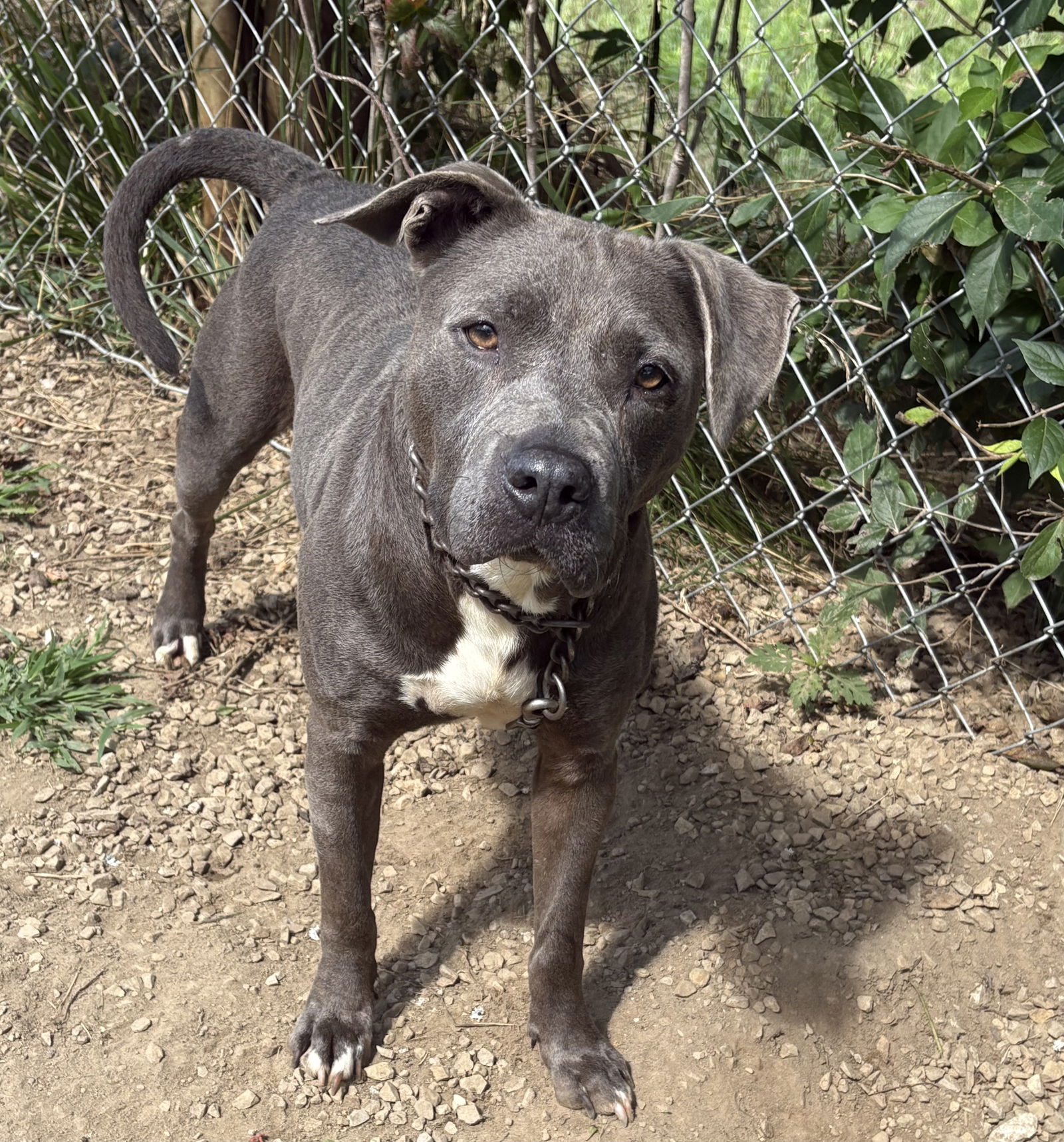 adoptable Dog in Crossville, TN named BUTTERS
