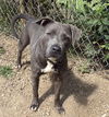adoptable Dog in  named BUTTERS