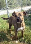 adoptable Dog in  named GEMMA