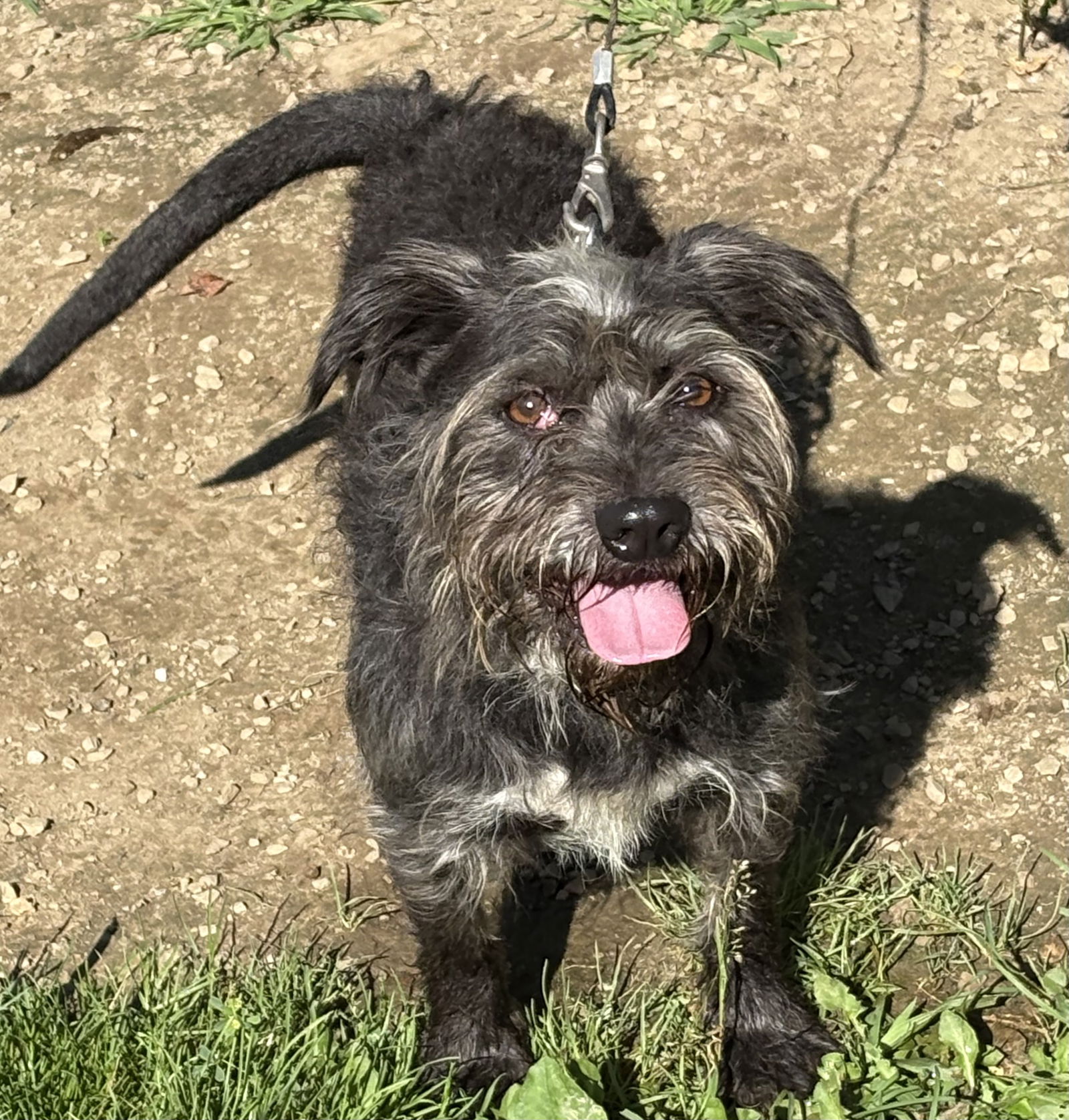 adoptable Dog in Crossville, TN named ANDY (Neutered!)