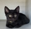 adoptable Cat in Crossville, TN named ZEPHYR (Neutered!)