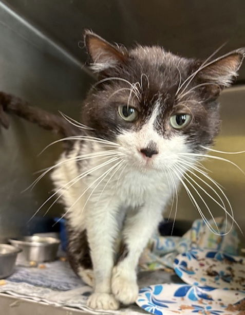 adoptable Cat in Crossville, TN named FELIX