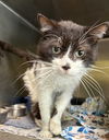 adoptable Cat in crossville, TN named FELIX