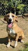 adoptable Dog in  named BOW