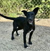 adoptable Dog in Crossville, TN named STELLA