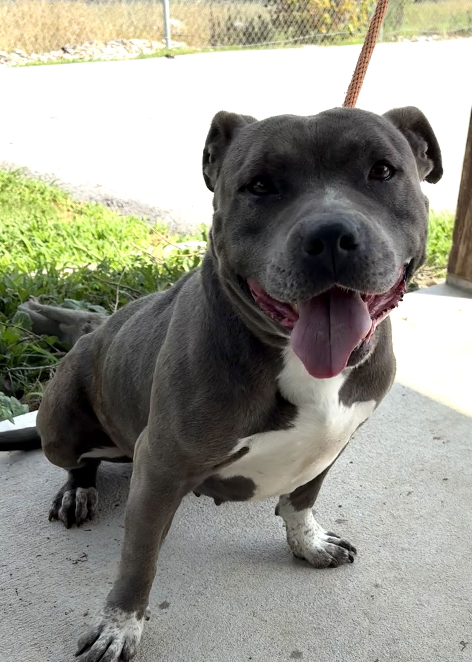 adoptable Dog in Crossville, TN named HONEY BEAR