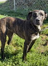 adoptable Dog in crossville, TN named LIZZY (Spayed!)