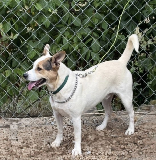 adoptable Dog in Crossville, TN named JACK