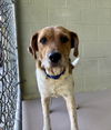 adoptable Dog in crossville, TN named JILL (Spayed!)