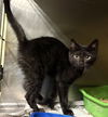 adoptable Cat in Crossville, TN named REBEL