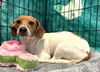 adoptable Dog in  named BIRDIE (Spayed 3-legged dog)