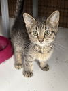 adoptable Cat in  named CASSIUS CLAY