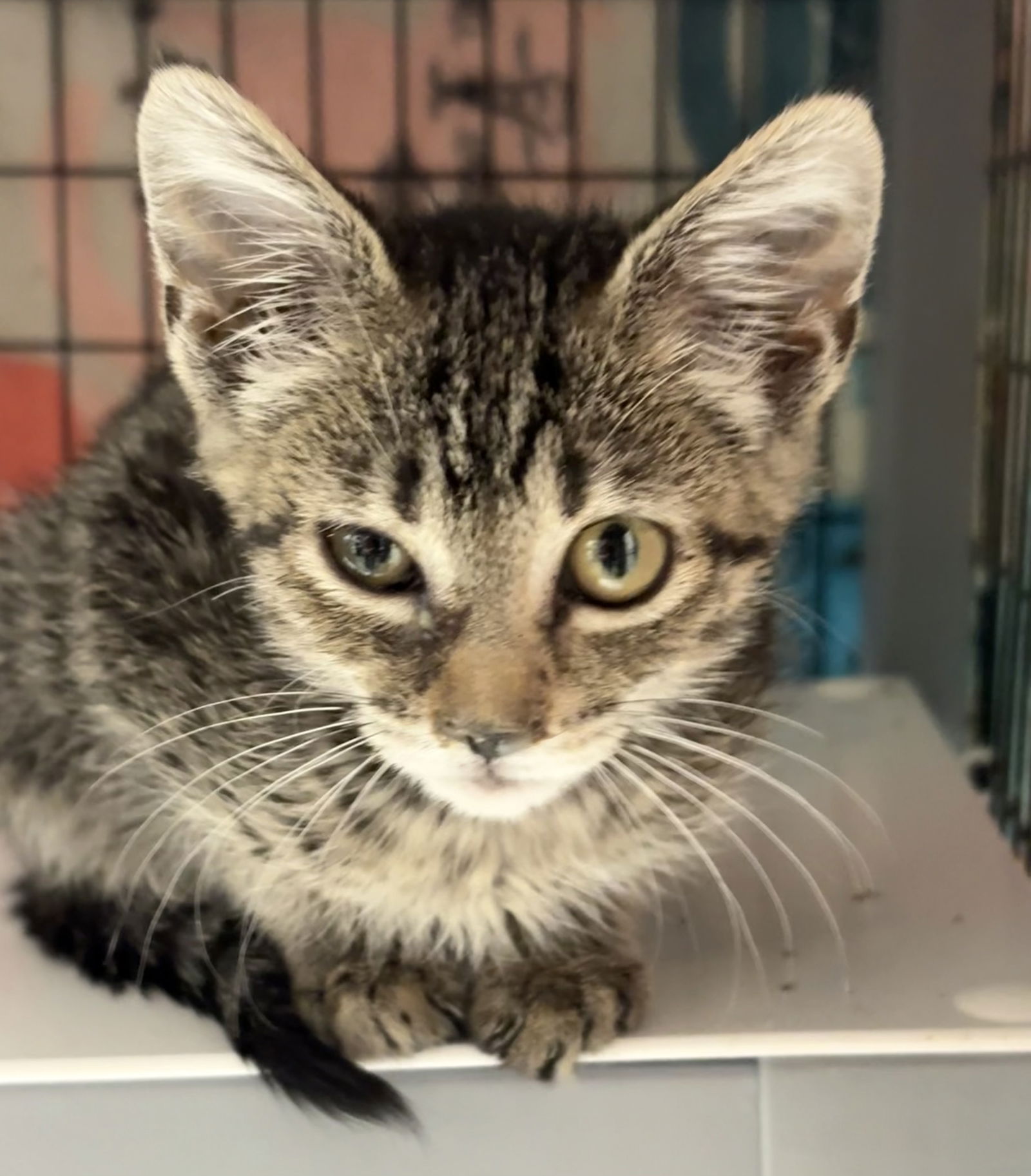 adoptable Cat in Crossville, TN named WENDY