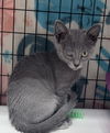 adoptable Cat in crossville, TN named MR SMEE