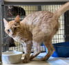 adoptable Cat in Crossville, TN named CHEETO PUFF