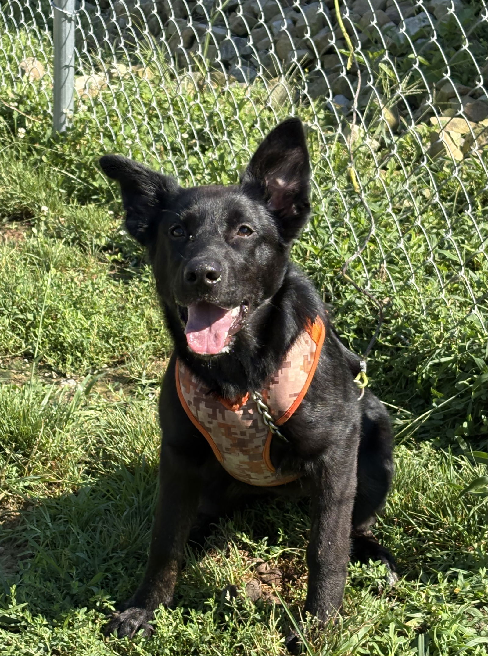 adoptable Dog in Crossville, TN named SUNSHINE