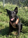 adoptable Dog in  named SUNSHINE