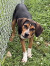 adoptable Dog in  named SHEBA SMOOCH