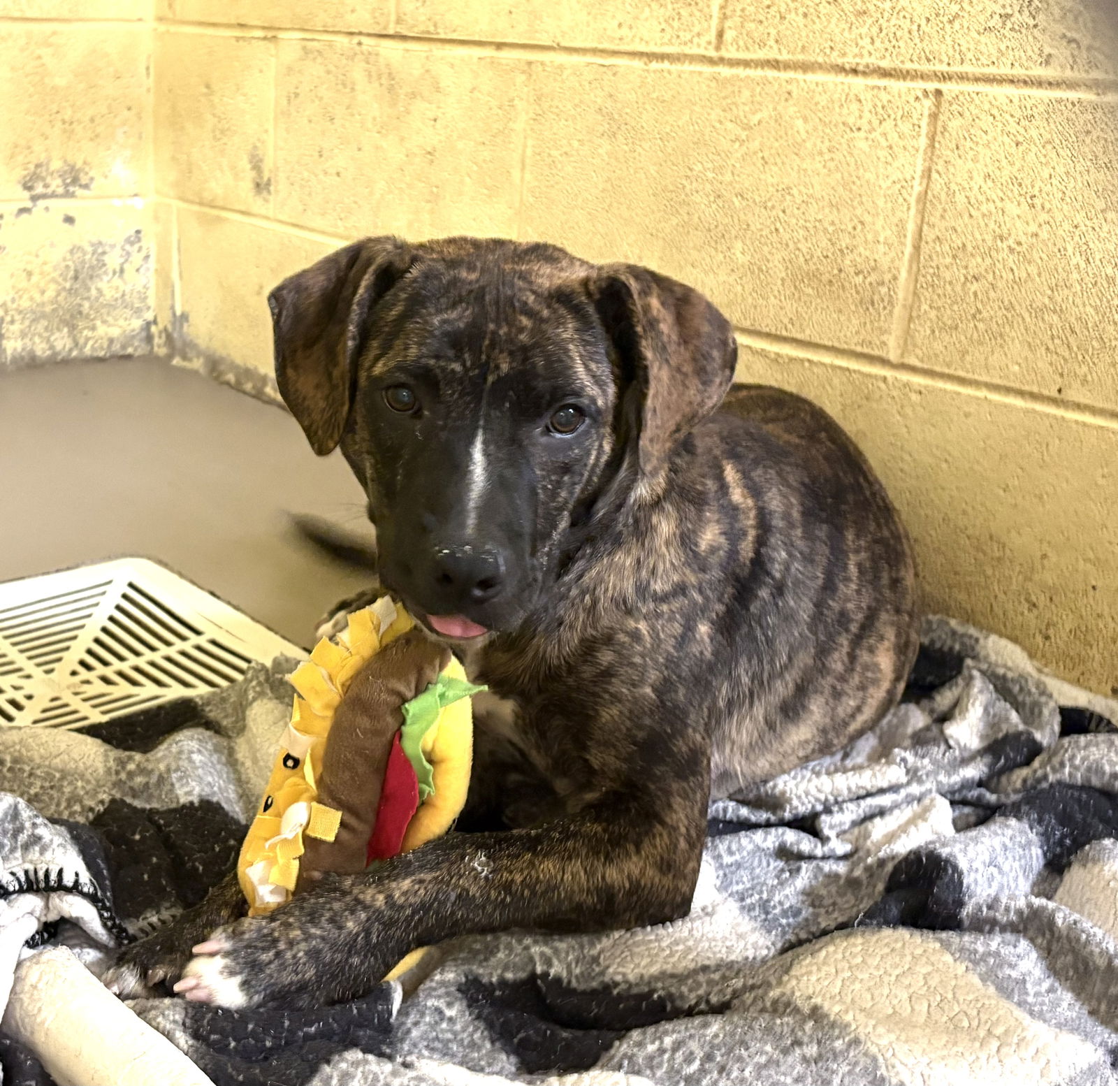 adoptable Dog in Crossville, TN named TRIXIE