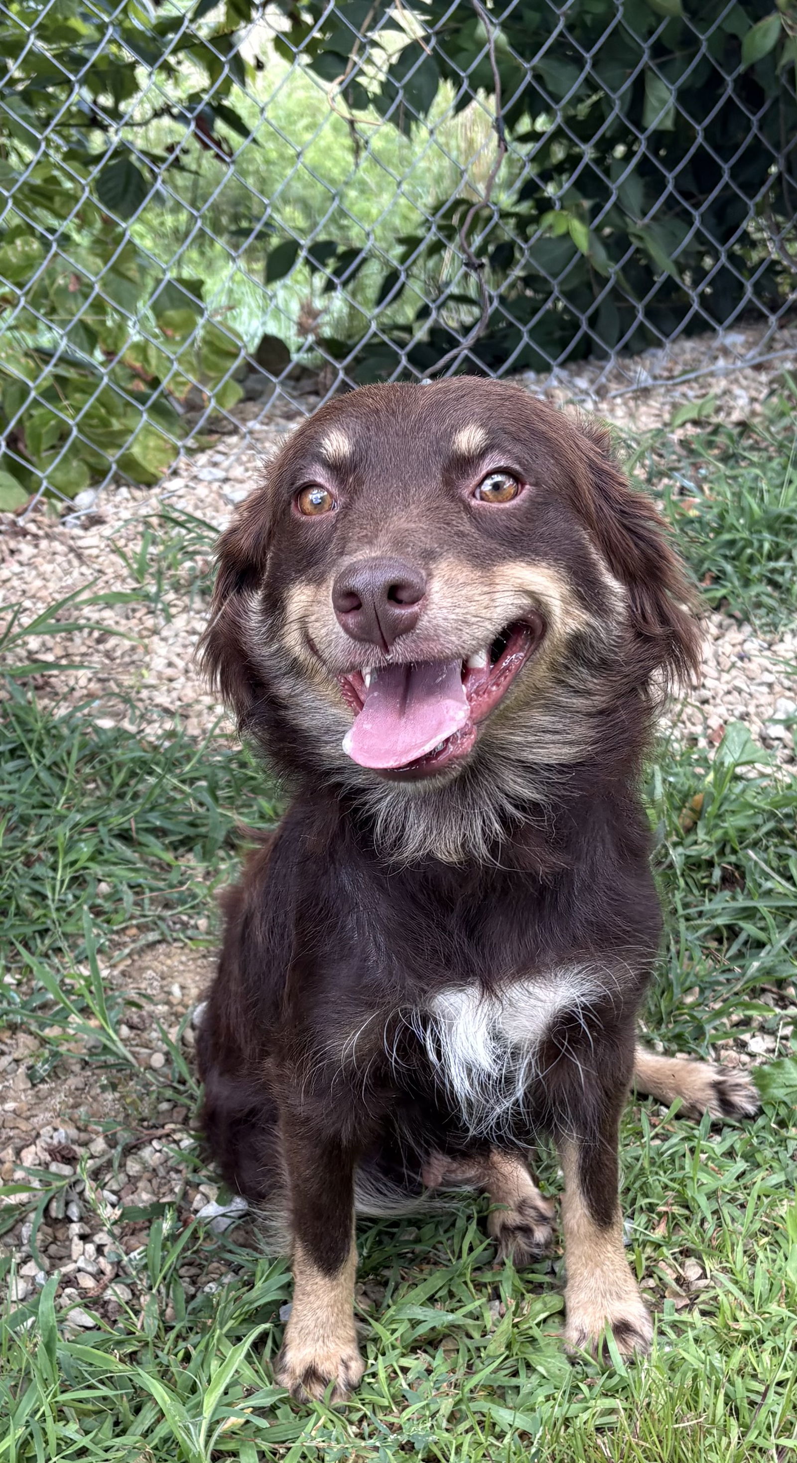 adoptable Dog in Crossville, TN named SWEETIE